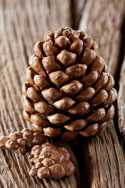 Pinecones Royalty Free Stock Photos