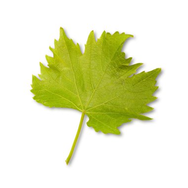 Yeşil asma yaprağı