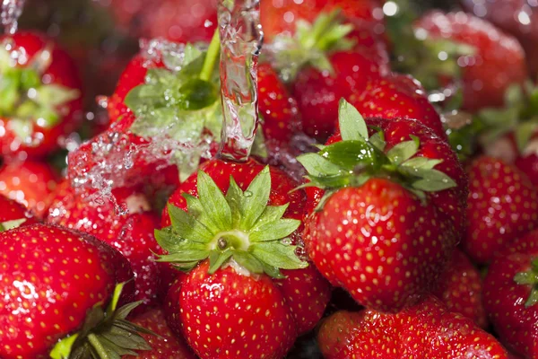 Oogst verse aardbeien onder waterstraal — Stockfoto