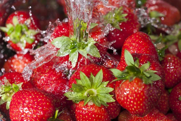 Fresas rojas maduras bajo un chorro de agua — Foto de Stock