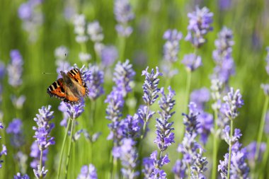 lavanta üzerinde Kelebek