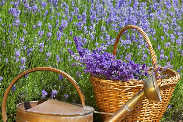 Panier en osier avec lavande et un arrosoir en cuivre — Photo