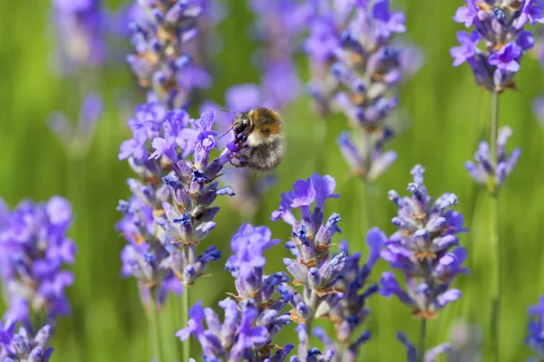 Humla på blommande lavendel — Stockfoto