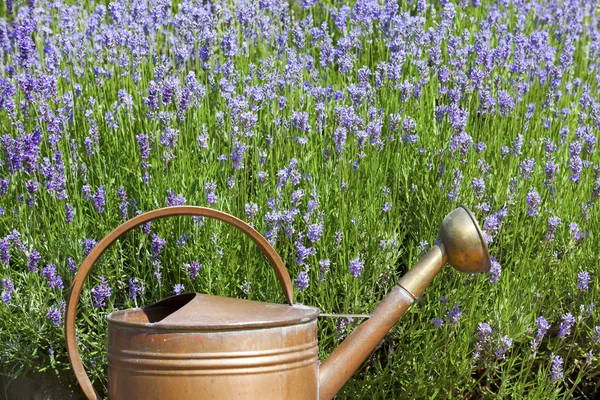 Copper watering can in front of lavender — Stock Photo, Image