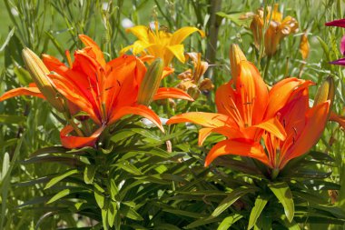 Bahçedeki güzel zambaklar