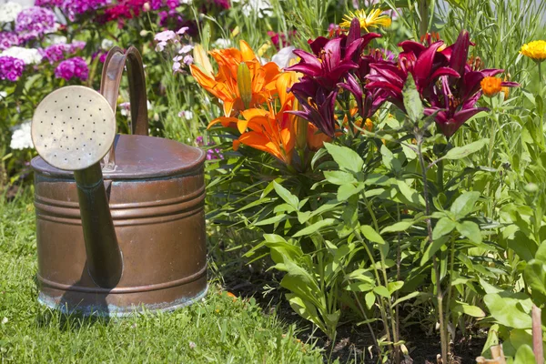 Gieter voor kleurrijke lelies — Stockfoto