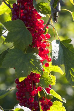 arka ışık, kırmızı kuş üzümü