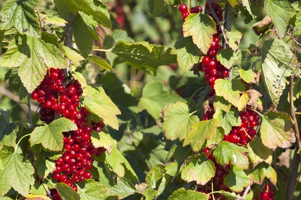 Currants on the bush — Stock Photo, Image