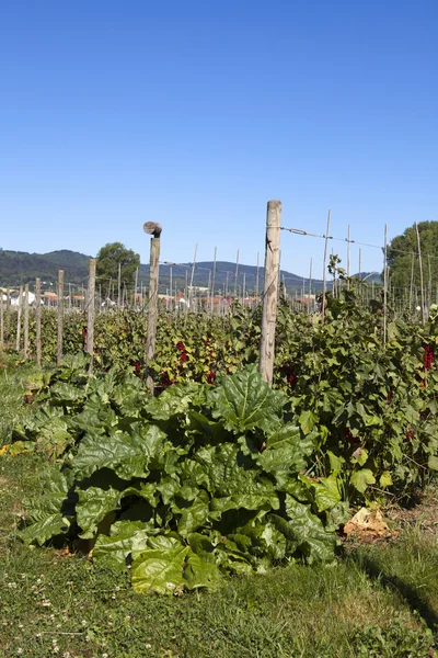 Tuin met bessen struiken — Stockfoto