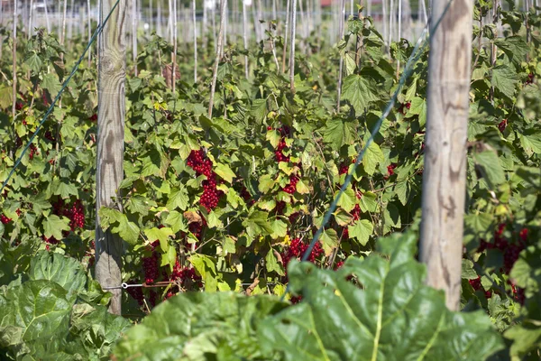 Jardín con muchas grosellas rojas — Foto de Stock