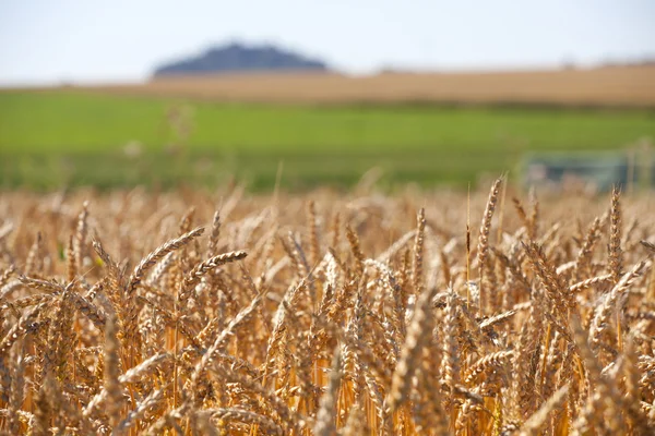 夏の穀物畑 — ストック写真