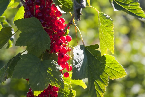 Röda vinbär i bakgrundsbelysningen — Stockfoto