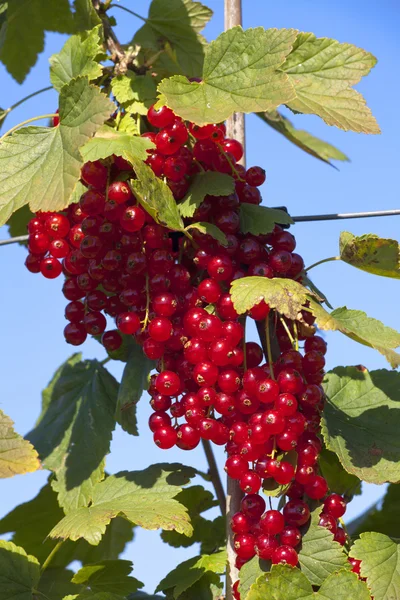 Muchas grosellas rojas — Foto de Stock