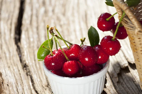 Freshly picked cherries from the garden — Stock Photo, Image
