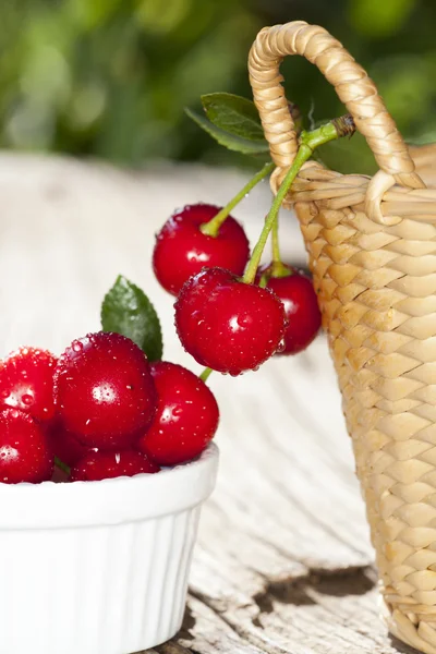 Cerises fraîchement cueillies dans le jardin — Photo