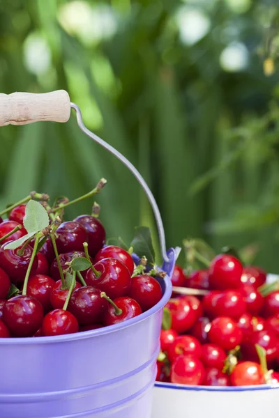 Freshly picked Cherries — Stock Photo, Image