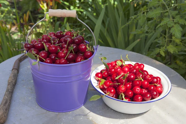 Cerises fraîchement cueillies dans le jardin — Photo