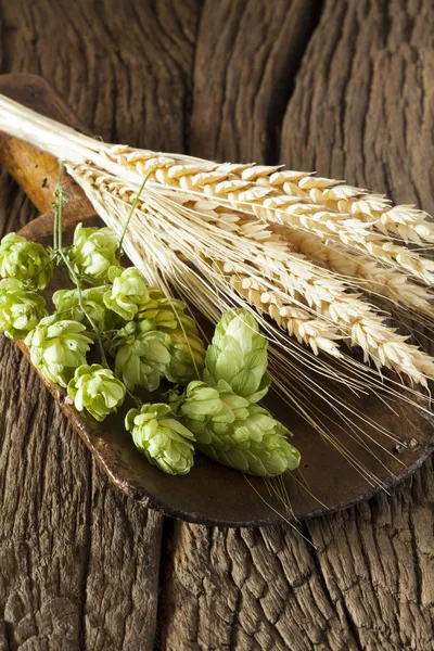 Hops and Ears of Grain — Stock Photo, Image