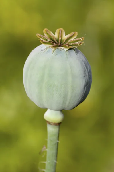 Poppy Bloom Capsules — Stock Photo, Image