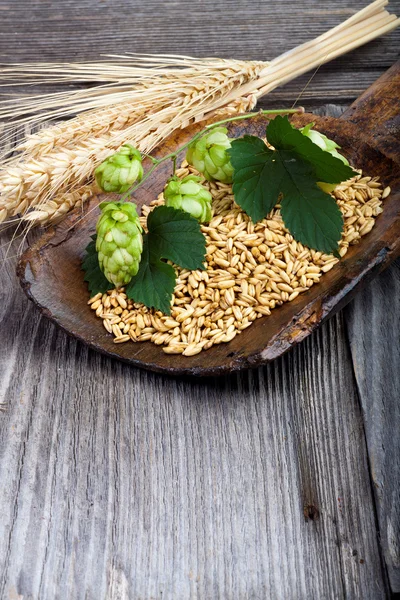 Houblon et céréales, ingrédients de brassage — Photo