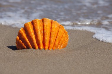 Turuncu tarak shell kum Beach'te şaşırıp kalmış.