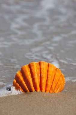 Tek turuncu tarak shell kum plaj şaşırıp kalmış.