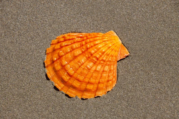 Single Orange Lion 's Paw Scallop Shell está deitado na areia — Fotografia de Stock