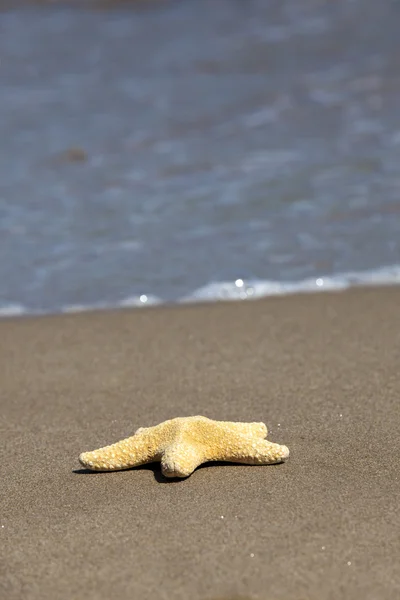 Één zeester op het strand — Stockfoto