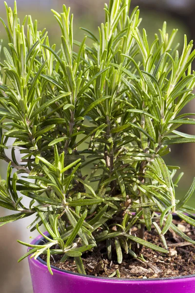Rosemary rostlina v hrnci — Stock fotografie