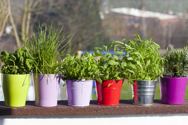 Verse kruiden op het balkon — Stockfoto