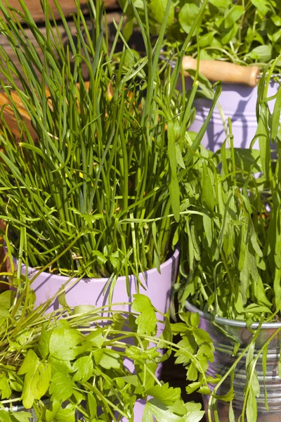 Many fresh garden herbs — Stock Photo, Image