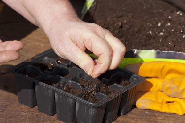 Sowing herbs — Stock Photo, Image