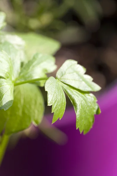 Macro shot of lovage leaf — Stock Photo, Image