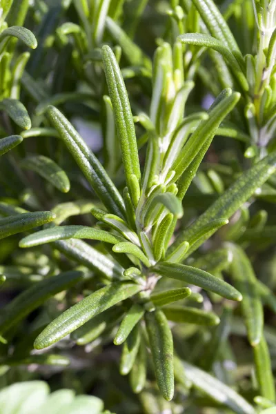 Needles on rosemary twig — Stock Photo, Image