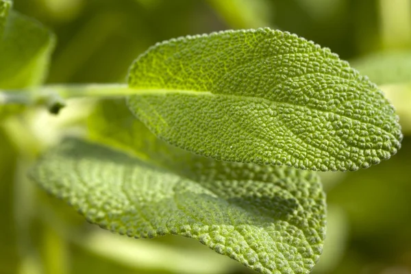 Macro shot of oregano leaf — Stock Photo, Image