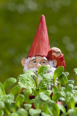 Small garden gnome behind borage plant clipart