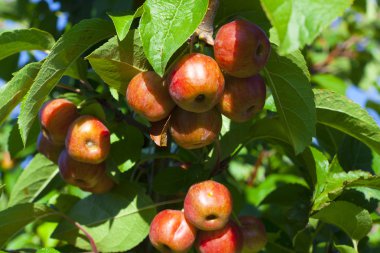 Yengeç elma ağacı üzerinde