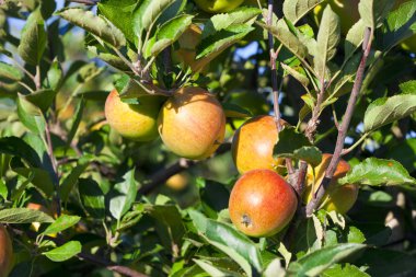 taze gevrek elma Close-Up
