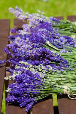 lavender bazı demetleri