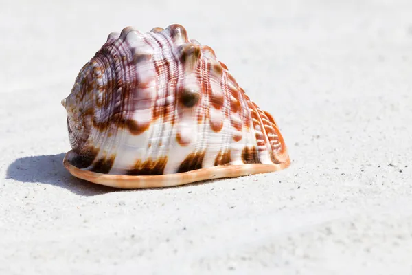 Sea Shell on the Beach — Stock Photo, Image