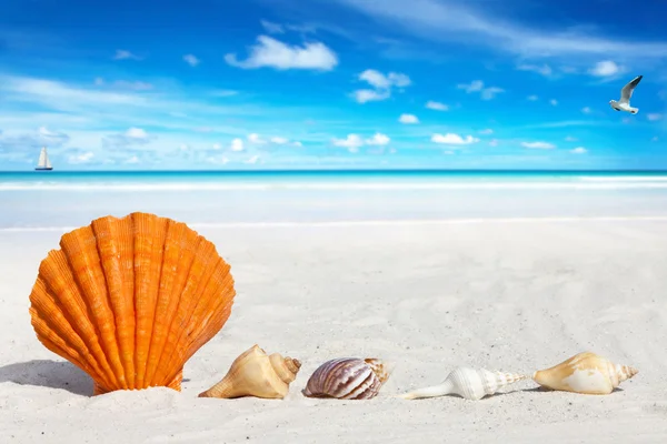 Scallop Seashell on the Beach — Stock Photo, Image