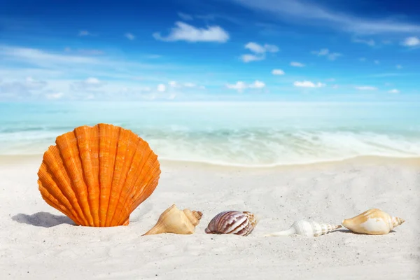 Alguns Seashells na praia — Fotografia de Stock