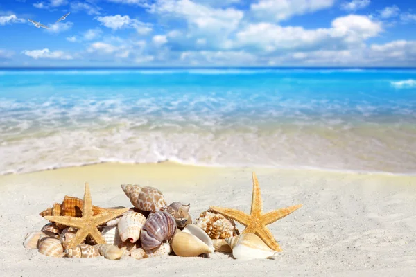 Algunas conchas marinas y estrellas de mar en la playa —  Fotos de Stock