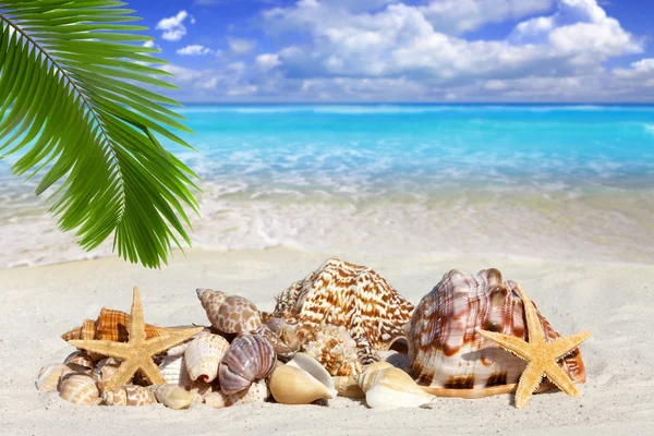 Some Seashells and Starfish on the Beach — Stock Photo, Image