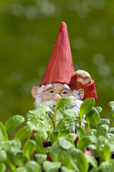 Piccolo gnomo da giardino dietro l'impianto di borragine — Foto Stock