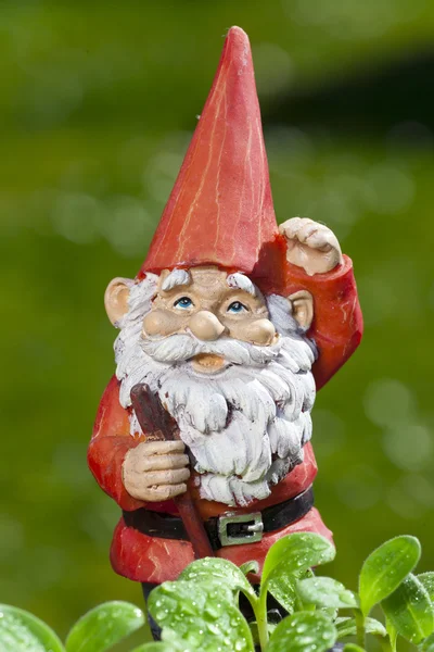 Weinig grappige tuin gnome in de tuin — Stockfoto