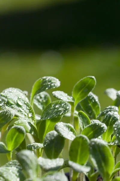 Young herb plants of the borage seedling — Stock Photo, Image