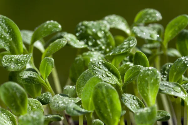 Young herb plants of the borage seedling — Stock Photo, Image