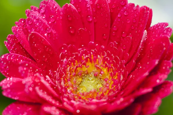 Macro shot gerbera Blossom — Stock Photo, Image