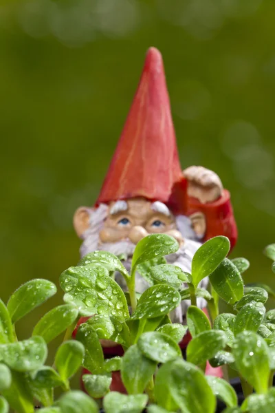 Piccolo gnomo da giardino dietro l'impianto di borragine — Foto Stock